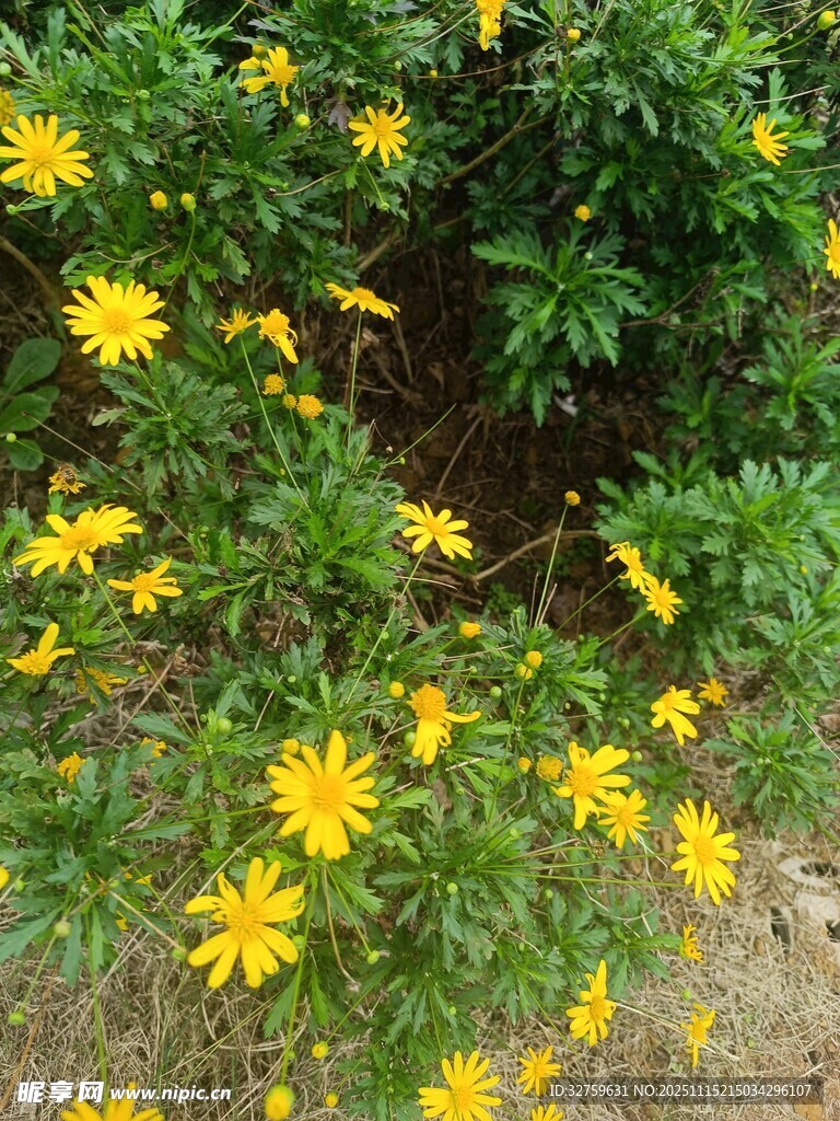 绽放的黄色野花