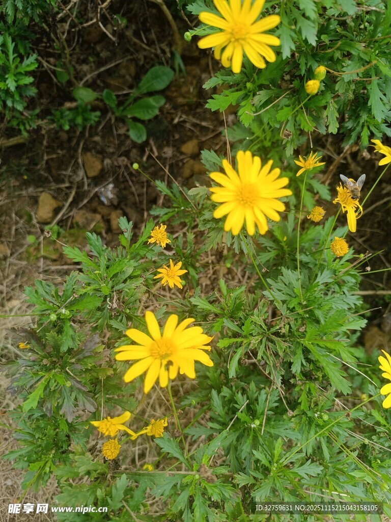 黄色小花绽放于绿植间