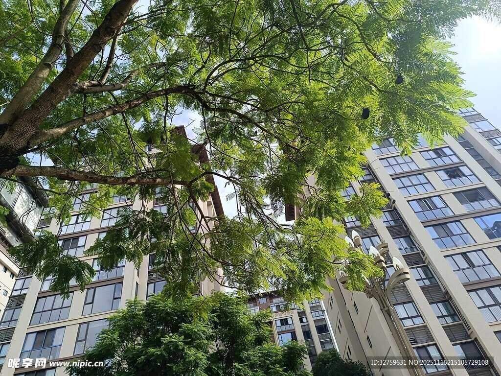 高楼间繁茂绿树景观