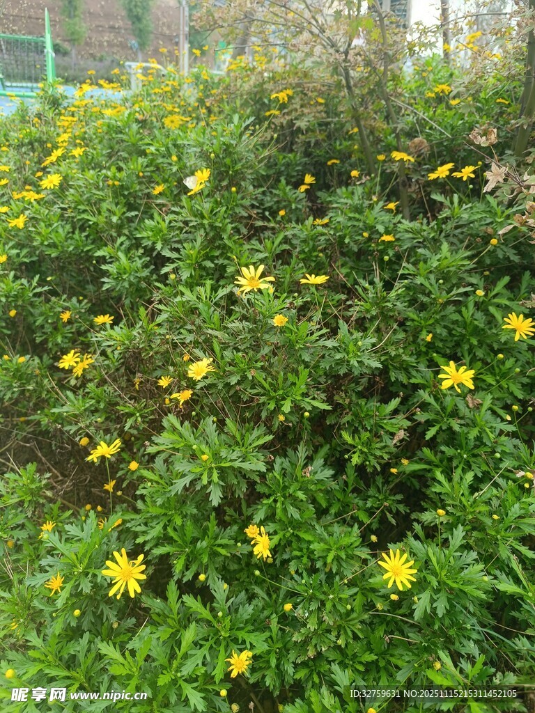 绿叶丛中绽放的黄色小花