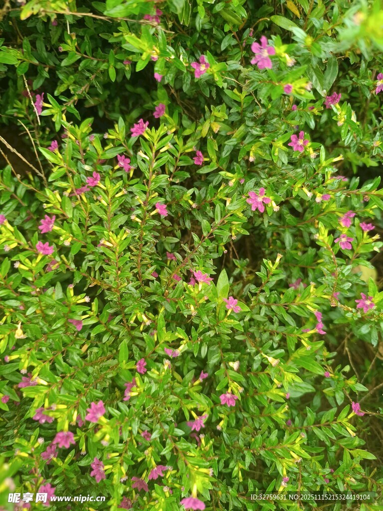 绿叶间的粉色小花绽放