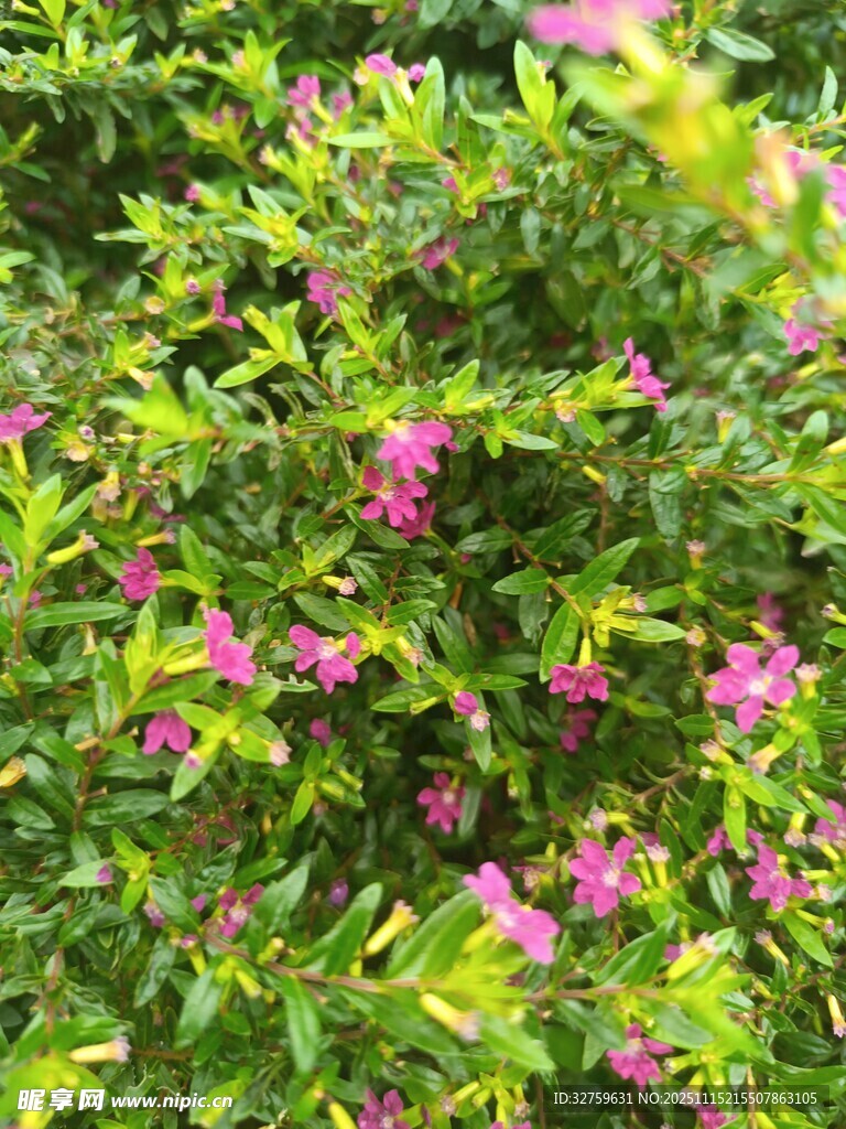 繁茂绿叶间的娇艳粉花