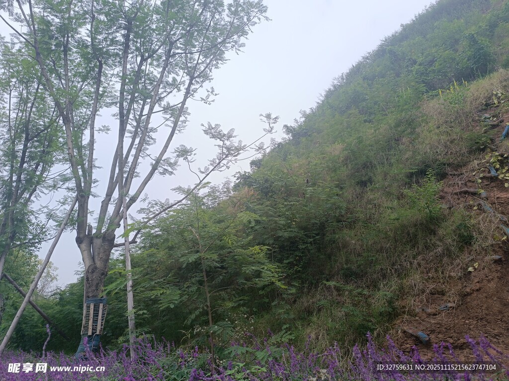 山坡上的树木与紫色花丛