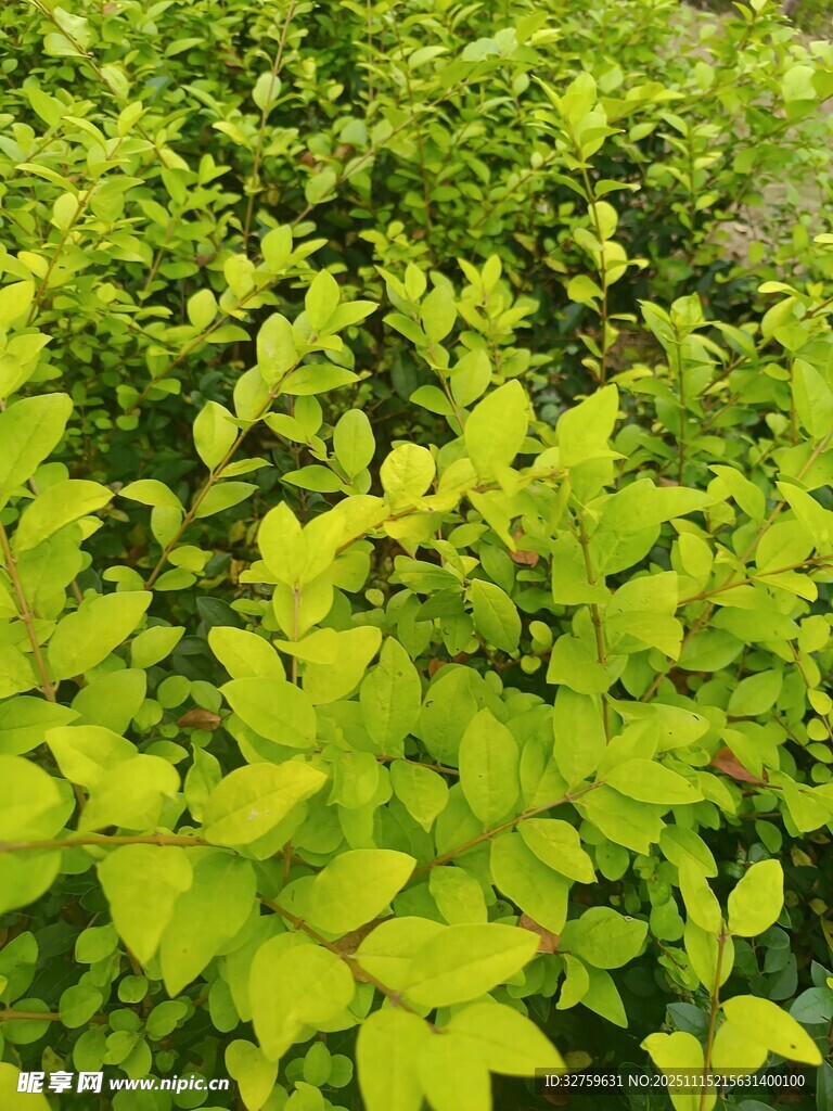 翠绿繁茂的植物景观