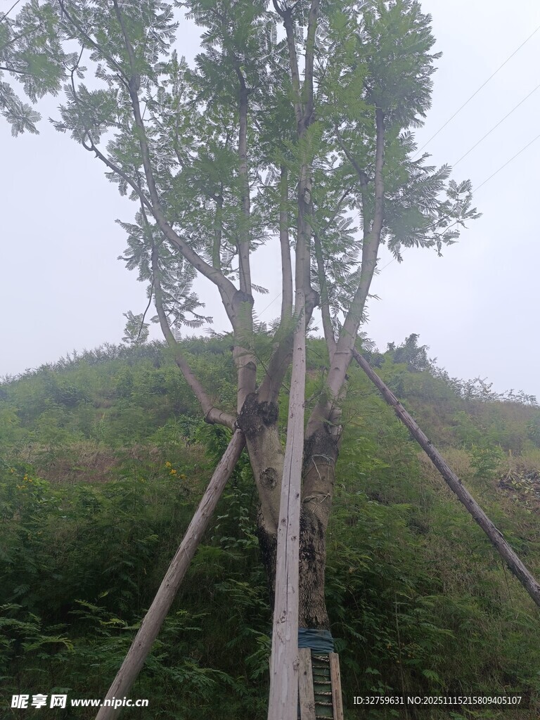 树木支撑加固场景