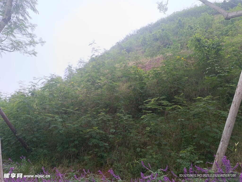 山林间的繁茂植被与野花