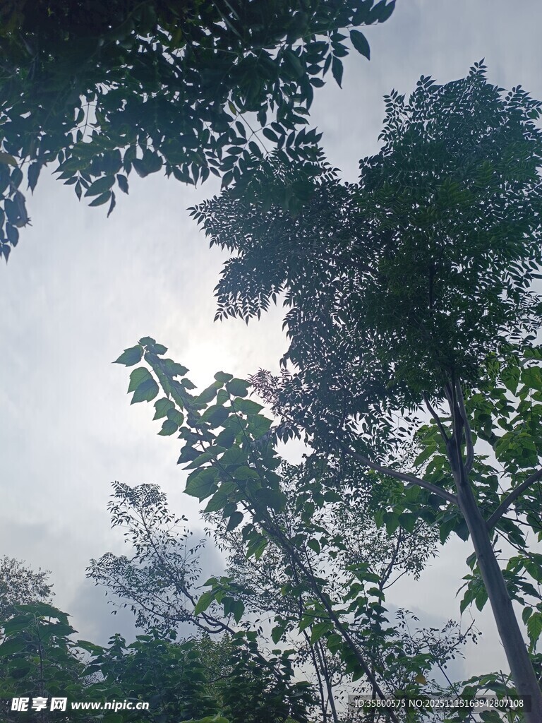 仰视茂密树林中的天空