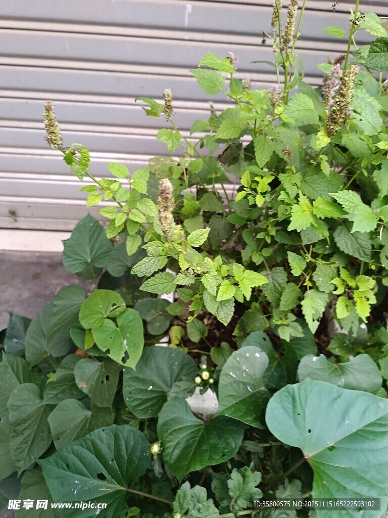 墙边绿植生机盎然