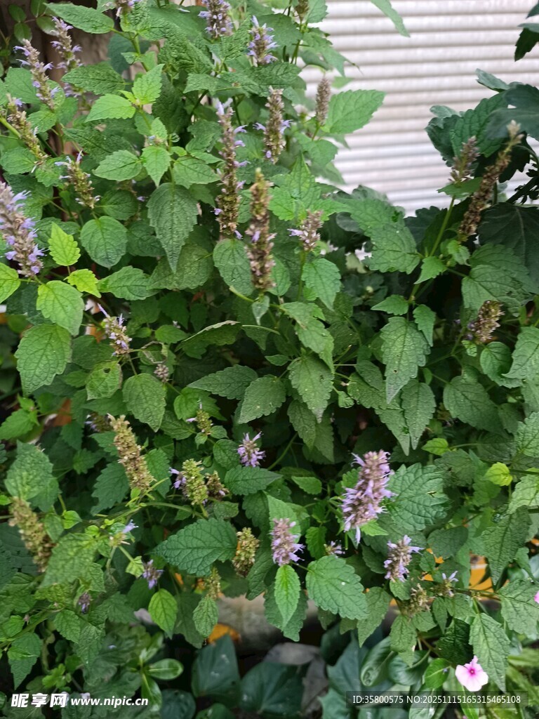 绿叶丛中的紫色小花