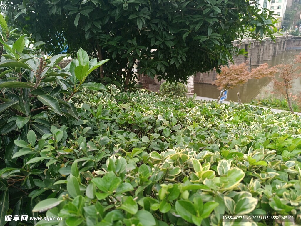 绿意盎然的繁茂植物景观