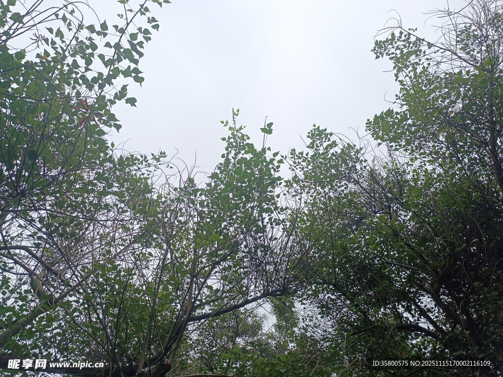 仰视茂密树林枝叶