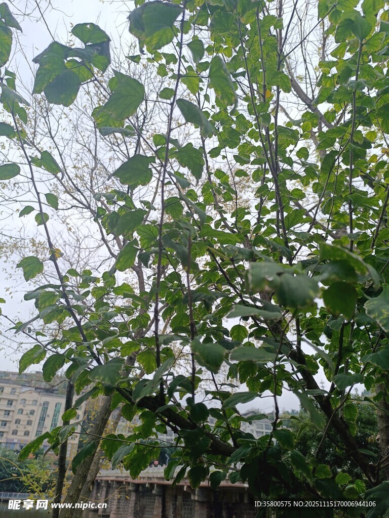 绿叶繁茂的高大树木