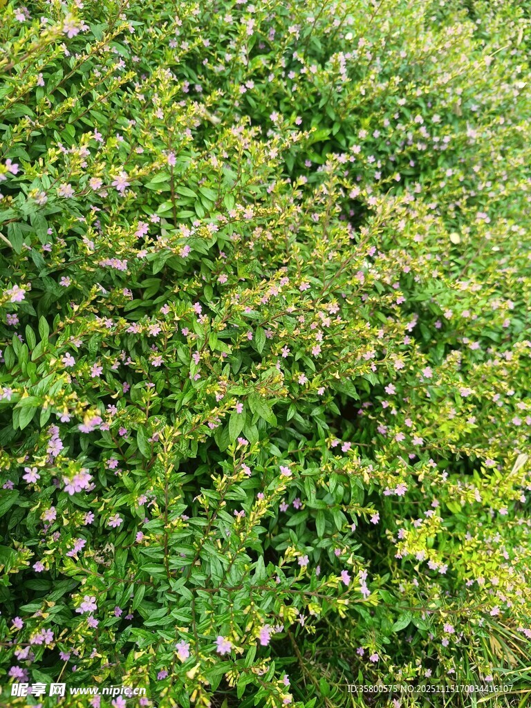 繁茂绿植中的点点繁花
