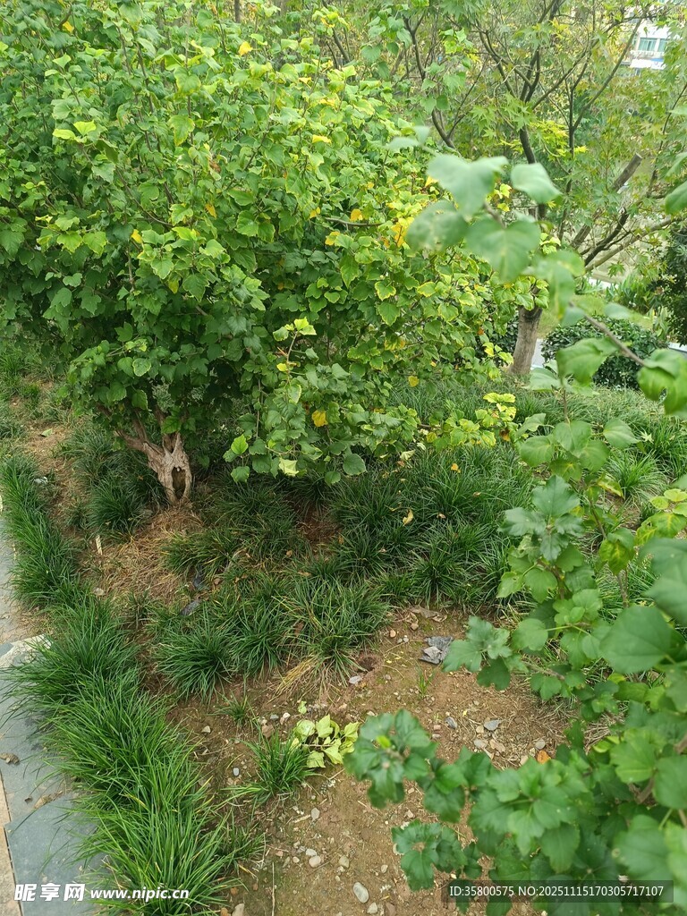 绿意盎然的林间小径