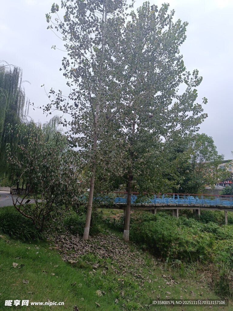 户外绿树草地景观