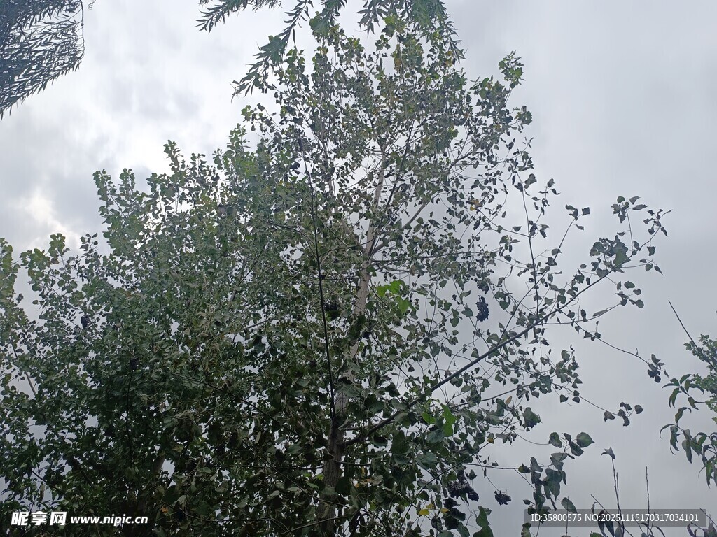 枝叶繁茂的树木