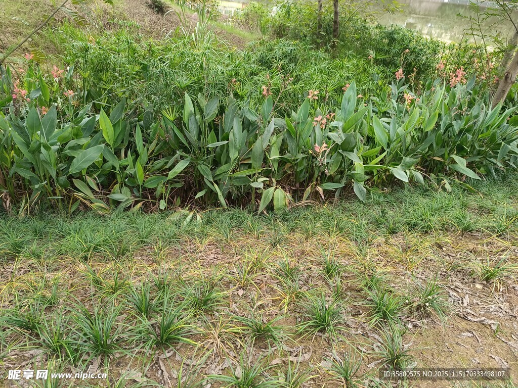 田野中的绿植景观