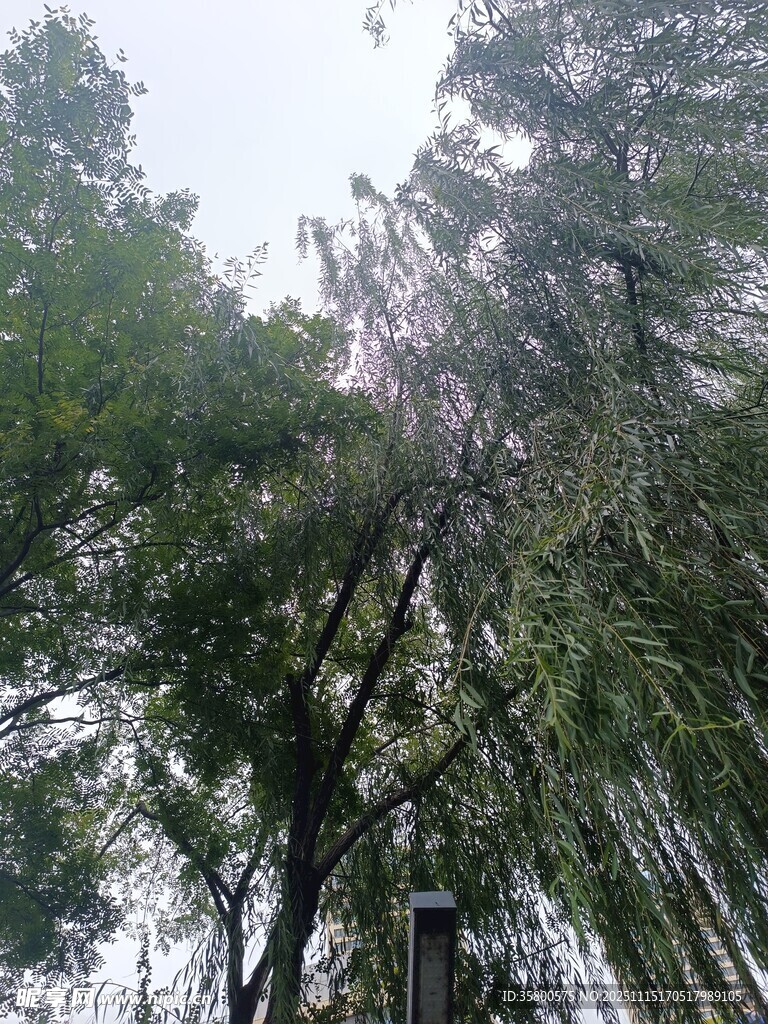 茂密树林中的高大树木