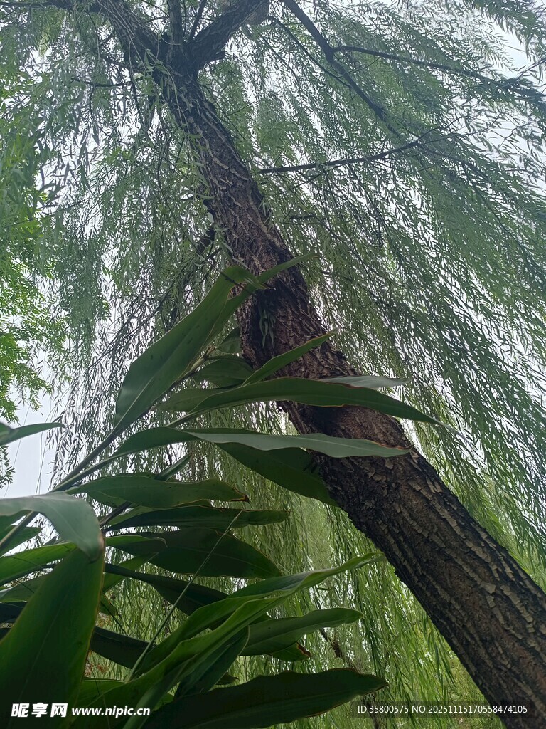 茂密树林中的高大树木