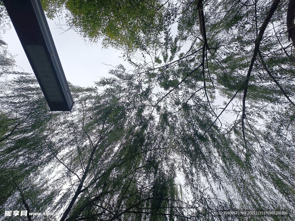 仰视森林中的茂密树木