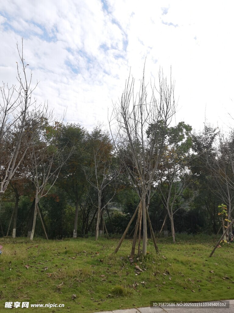 冬日草地旁的光秃树木