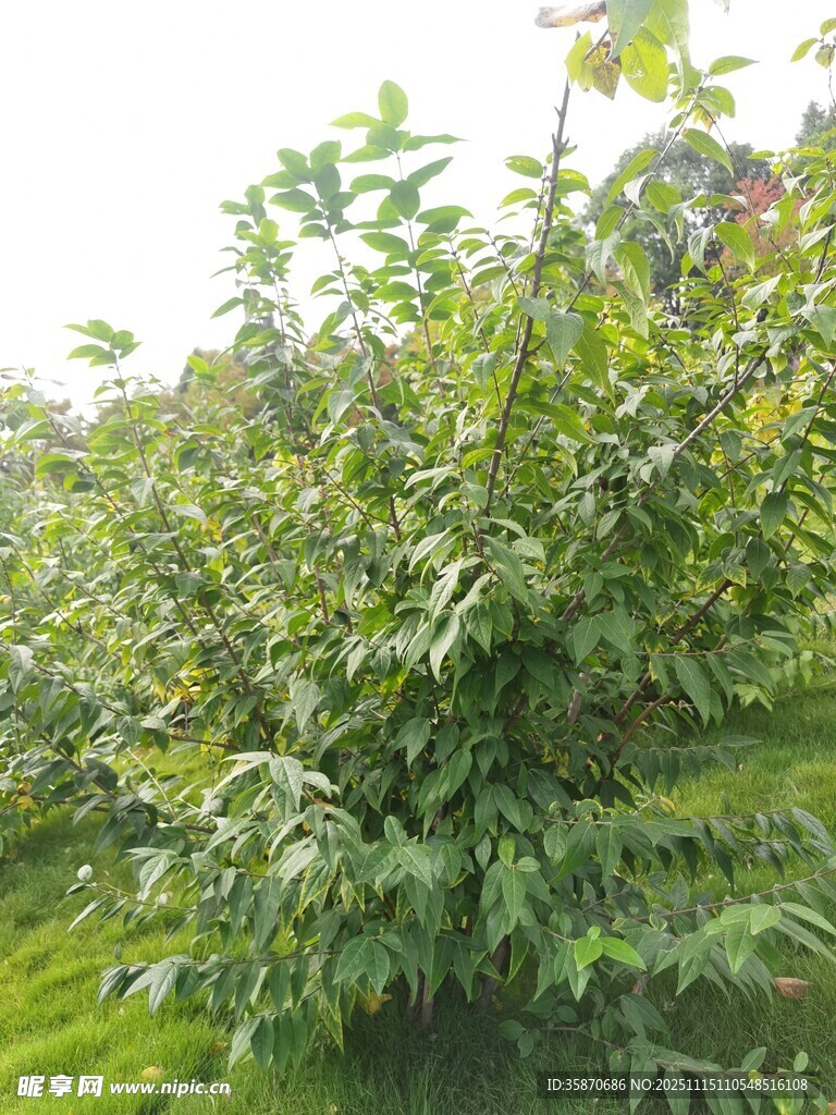 繁茂绿植展现自然生机