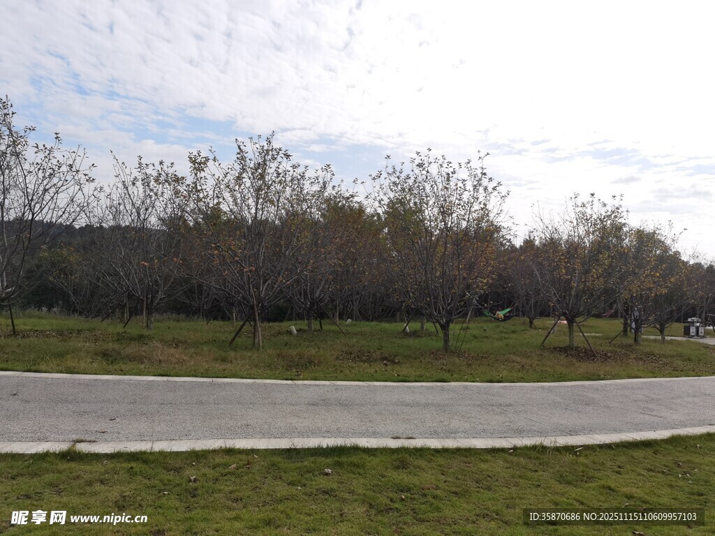 公园景色开阔草地与树木