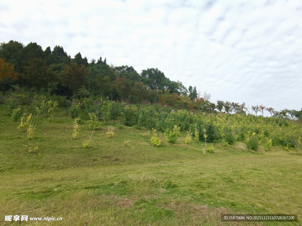 田野风光绿意盎然的景致