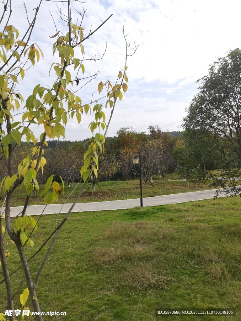 户外绿意盎然的自然景致