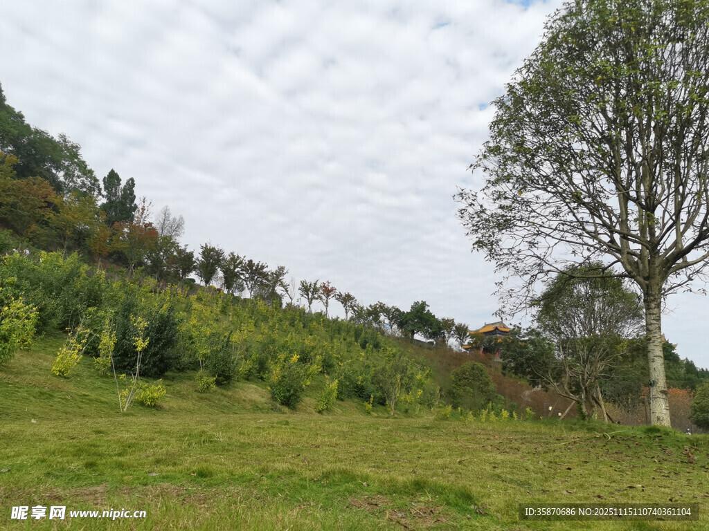 绿意盎然的户外郊野风光