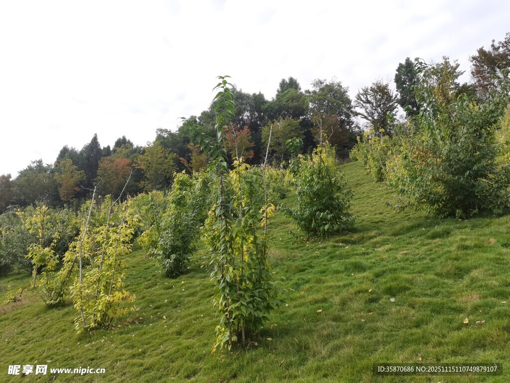 山坡上的绿植景观