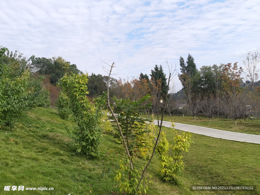 郊外绿意盎然的小路风景