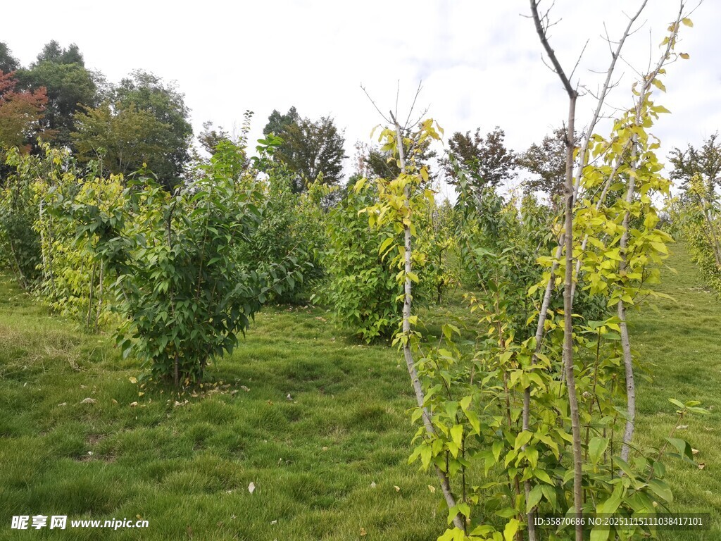 绿意盎然的田园果树景观