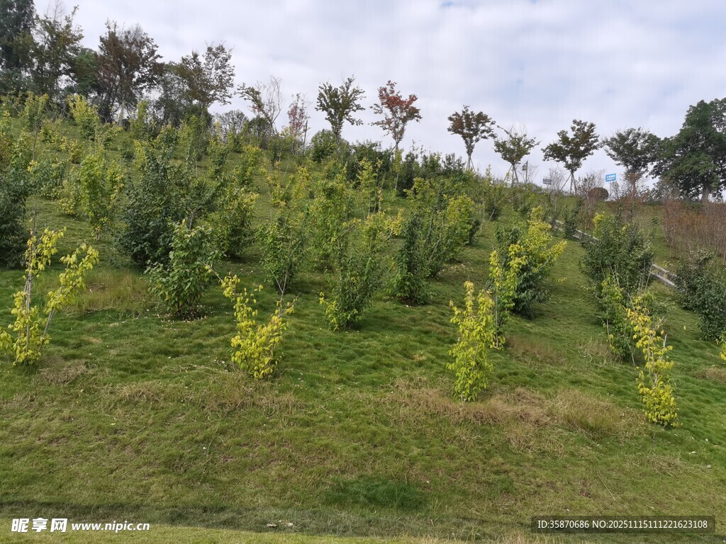 绿意盎然的苗木种植地