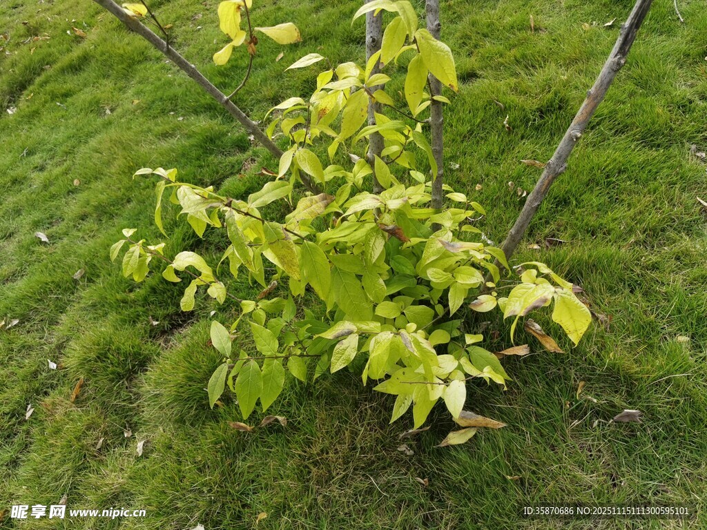 嫩绿小树生长在绿草地上