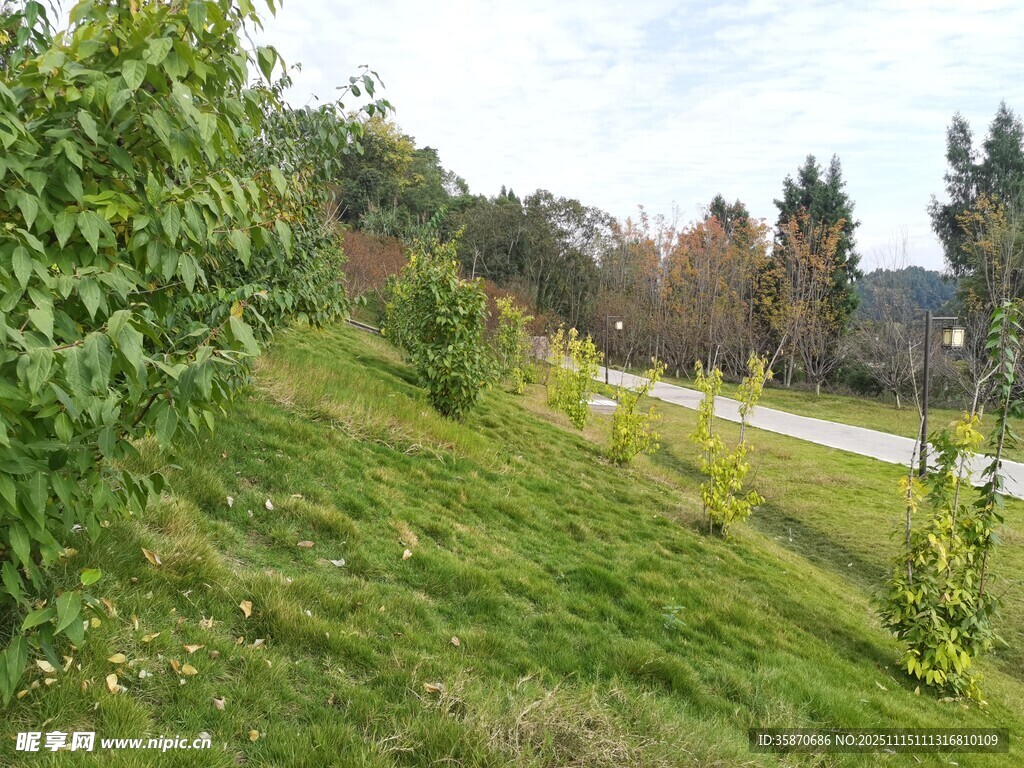 郊外绿意盎然的自然风景