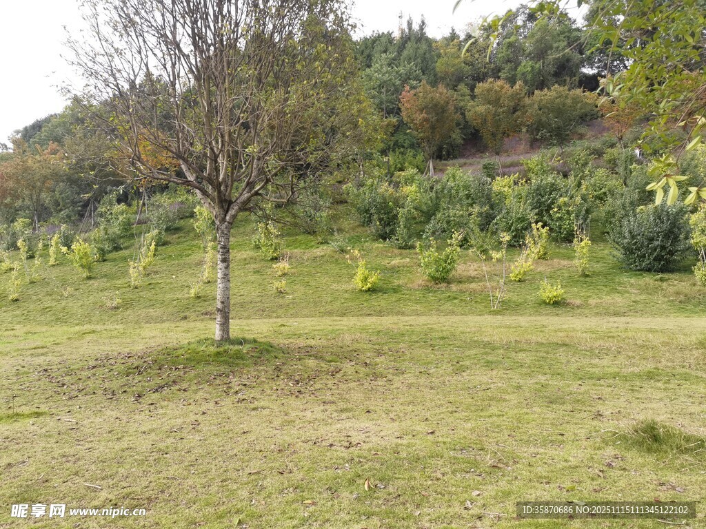 空旷草地中的孤立树木