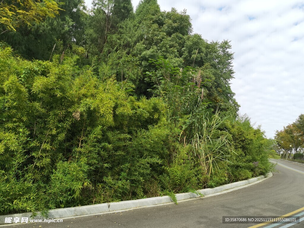 路边葱郁绿植景观