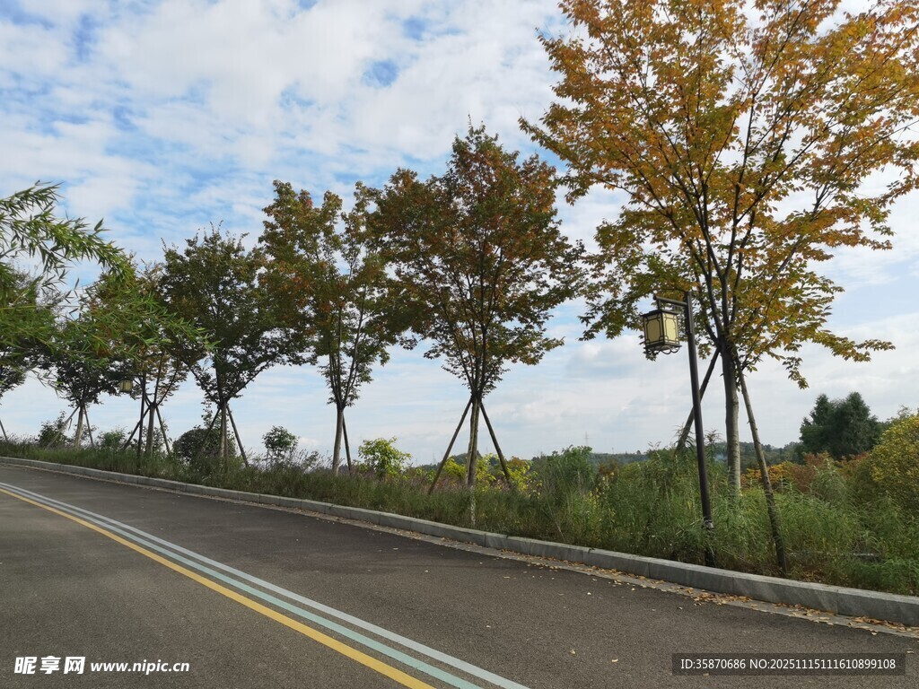 秋日公路旁的树木风景