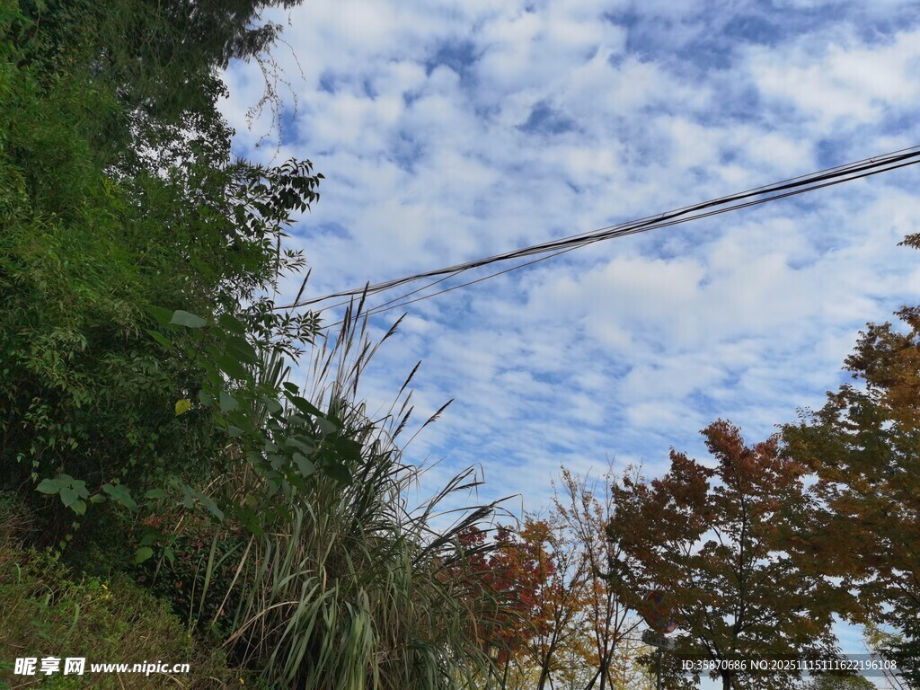 蓝天白云下的绿植景致