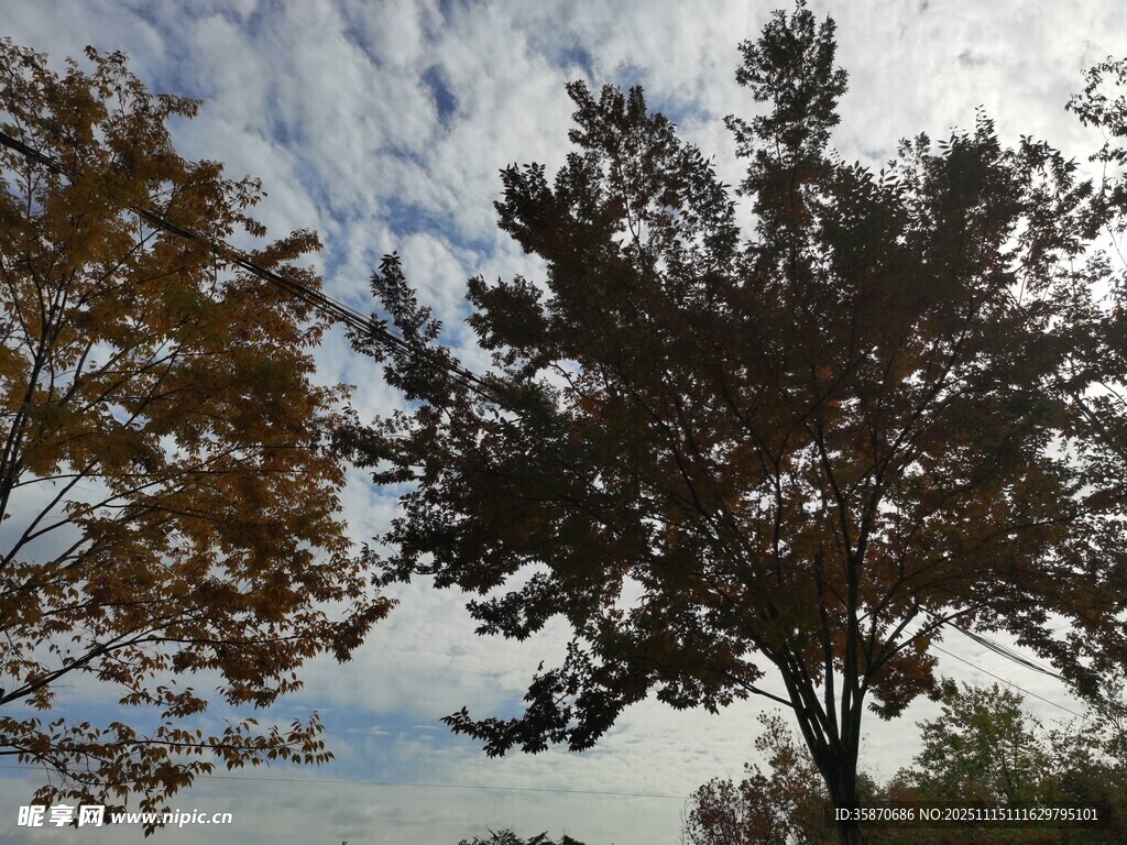 秋日晴空下的树木景观