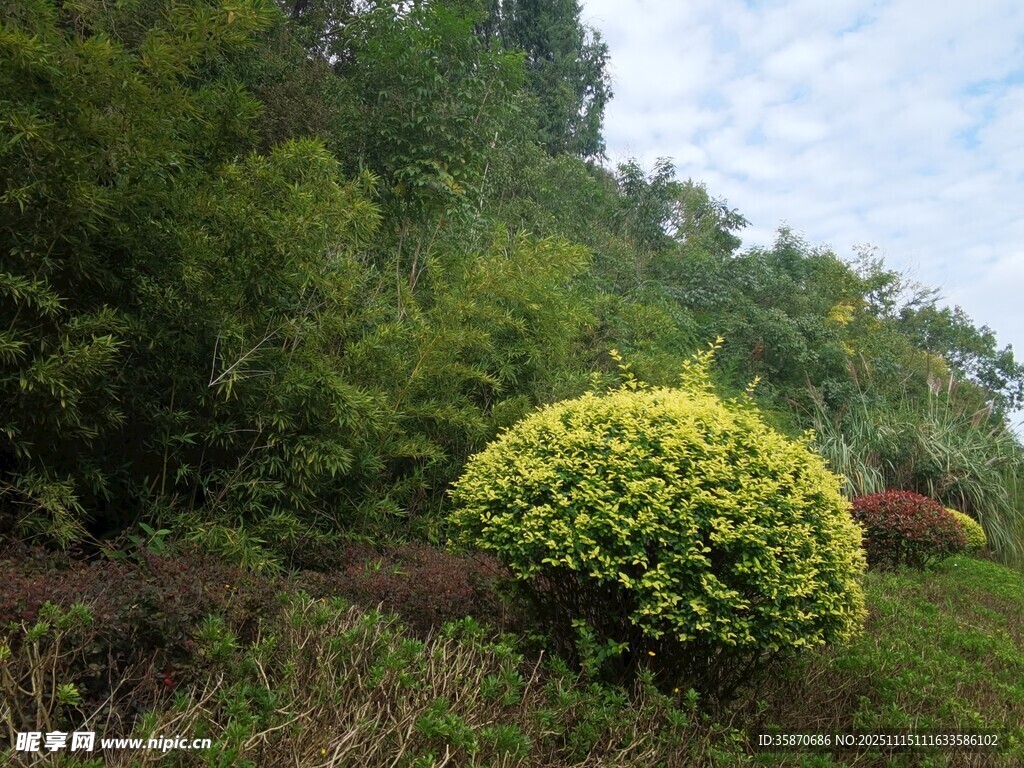 翠绿灌木点缀自然景致