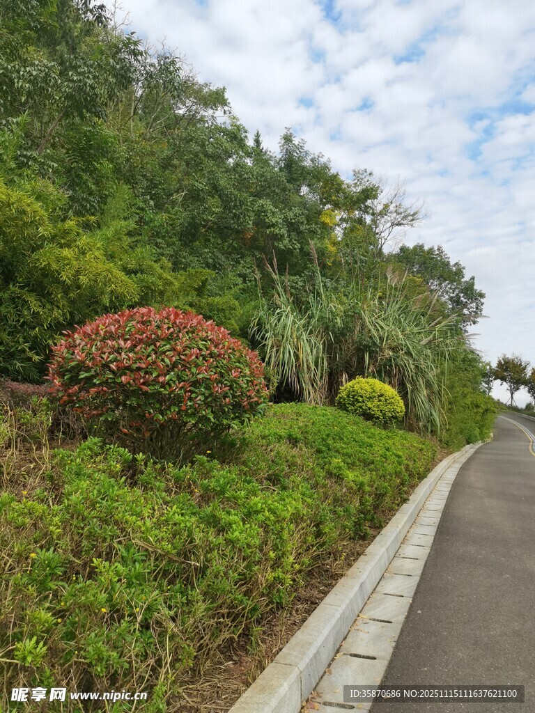 路边绿植景观