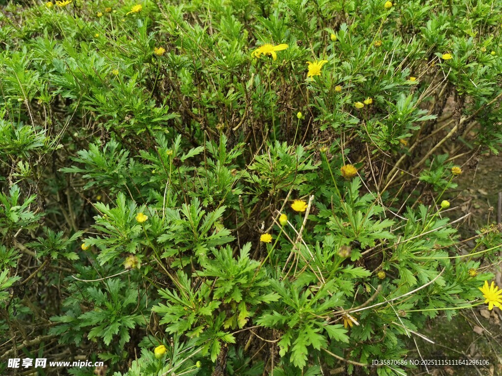 绿叶丛中绽放的黄色小花