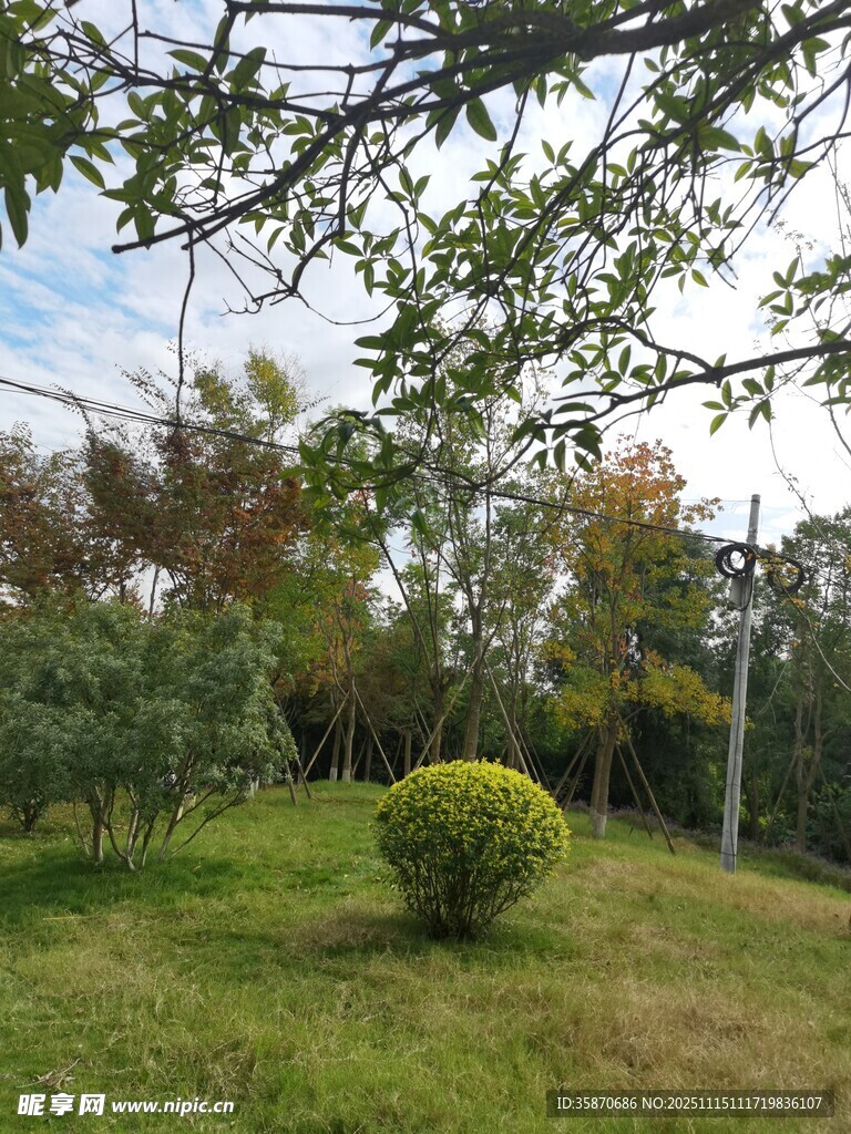 绿意盎然的户外园林景致