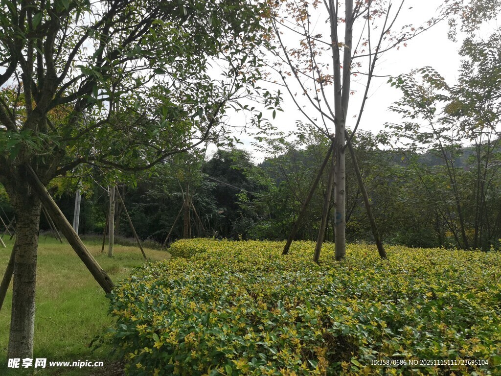 林间绽放的灿烂黄色花丛