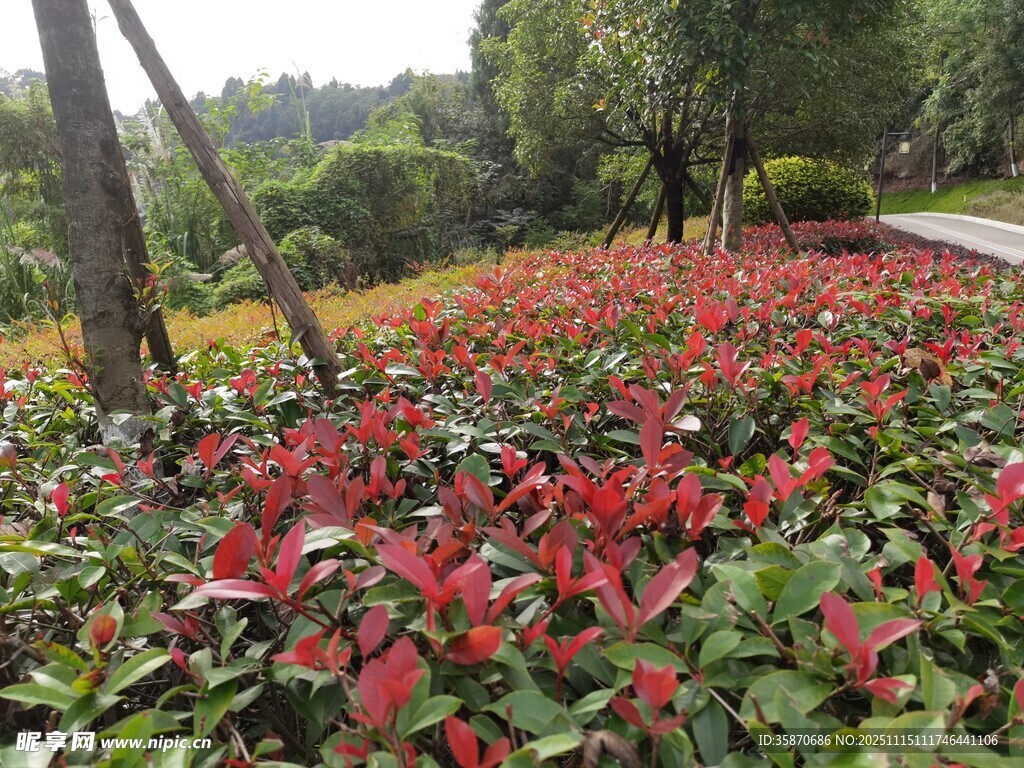 多彩花卉装点美丽园林
