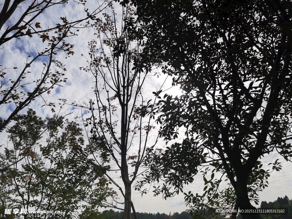 树林中的天空景象