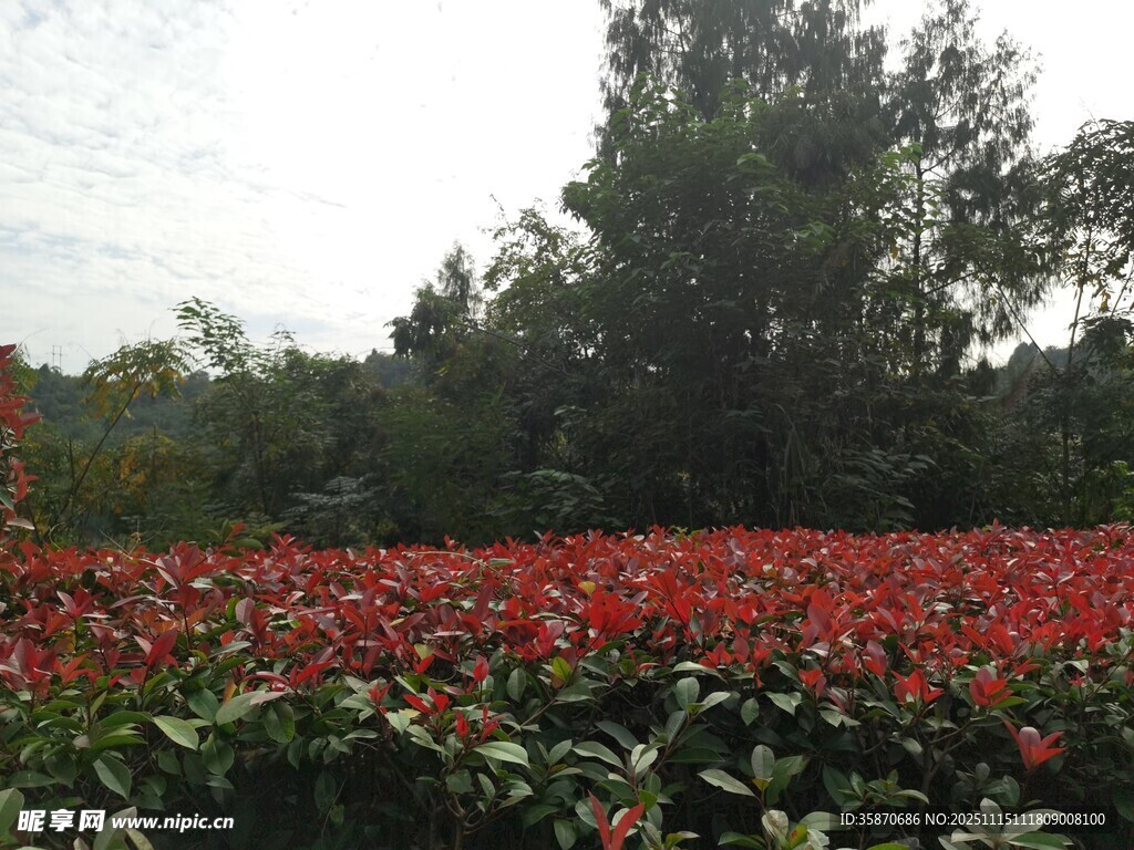 绚烂花海绿树相伴