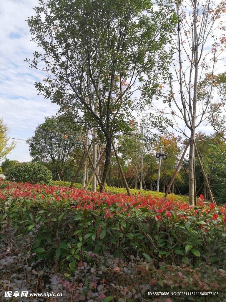 秋日多彩花卉与树木景观